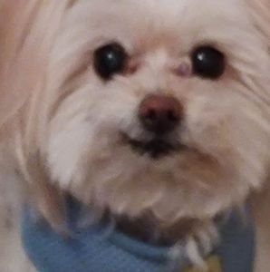 Meet your Posher, Robbie